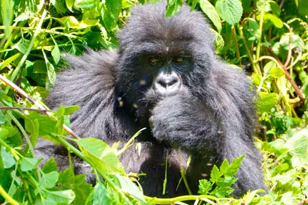 1 day gorilla tracking bwindi