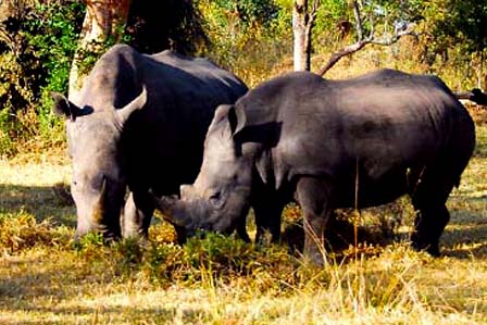11 Days Best of Uganda Safari