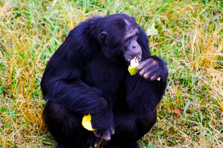 2 days Kibale chimps