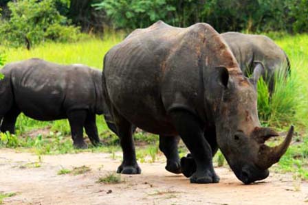 3 days murchison falls rhino