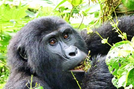 4 Days Gorillas and Chimpanzee tracking