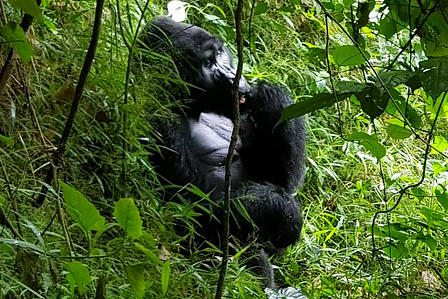 9 Days Gorillas and Wildlife Luxury Flying safari