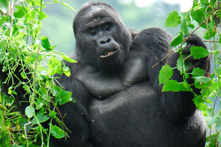 3 days gorillas rwanda