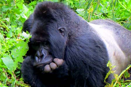 Gorillas,Chimps & Rhinos