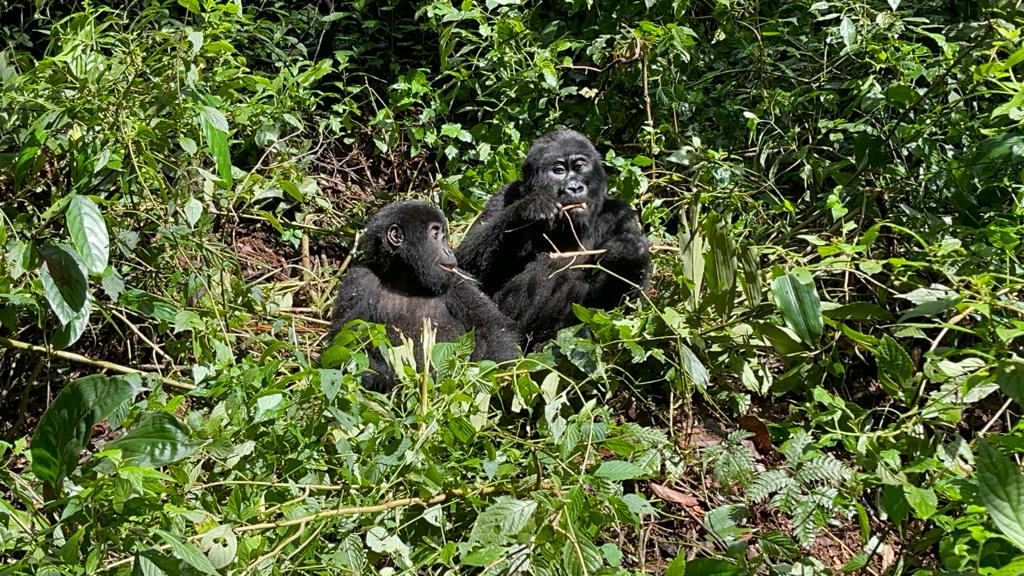 Gorillas in Bwindi Forest National Park