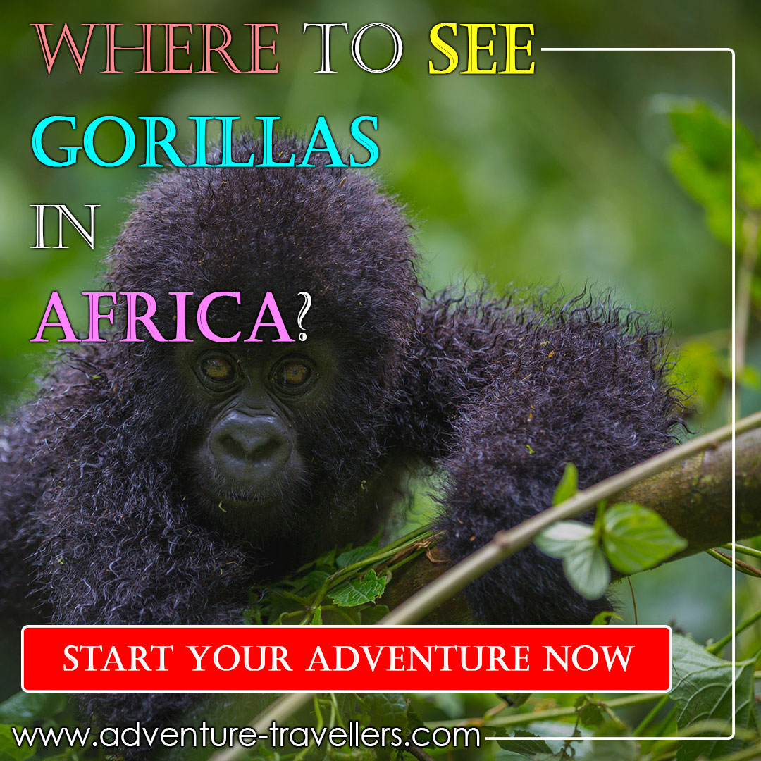 where-to-see-gorillas-in-africa