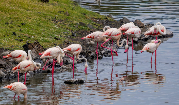 The Flamingo Birds along the shores of Lake Manyara - 5 Days Lake Manyara & Serengeti Wildlife Safari