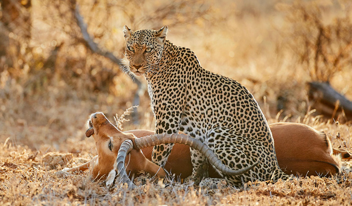 Leopard spotted during Hunting - 6 Days Tanzania Wildlife Safari