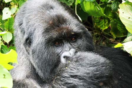 3 Days Gorillas Kigali - Bwindi