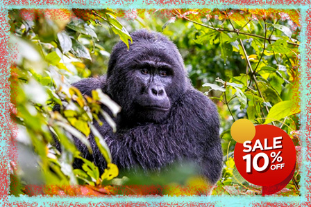 3 Days Uganda Gorilla From Rwanda</